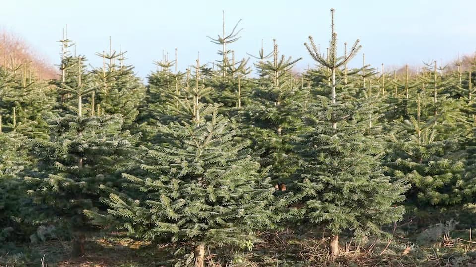 Climate change contributing to Christmas tree shortage | UBC