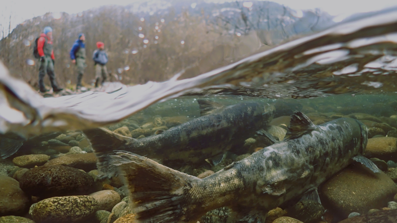 UBC Forestry And SFU Researchers Receive $1.25M To Study Cumulative ...